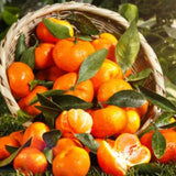 1.5 Years Old Seedless Orange Mandarin Orange Tree Live Plant, 1-2 Ft Tall