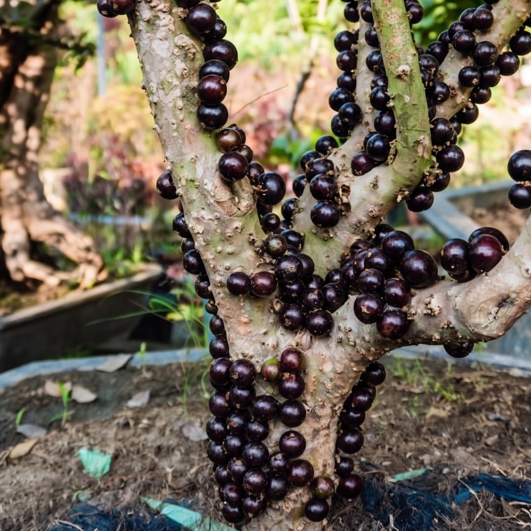 Black Jaboticaba Tree, Live Starter Plant, 1 Ft Tall
