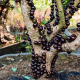 Black Jaboticaba Tree, Live Starter Plant, 1 Ft Tall