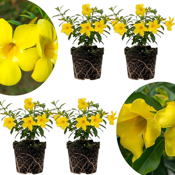 4 Golden Butterfly Allamanda Live Plants, Yellow Bloom Vine, 4-7 Inch Tall