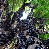 Jaboticaba Live Plant, Outdoor Garden Fruit Tree, 1 Ft Tall