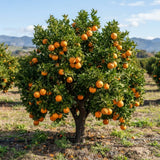 Navel Orange Tree Live Plant, Citrus Orange Fruit Tree, 1 Gallon Pot