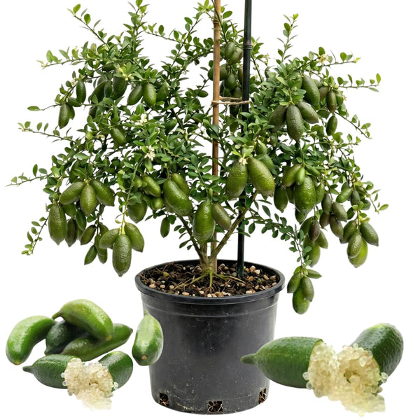 White Finger Lime Live Tree, 1-2 Ft Tall, 3 Gallon Pot