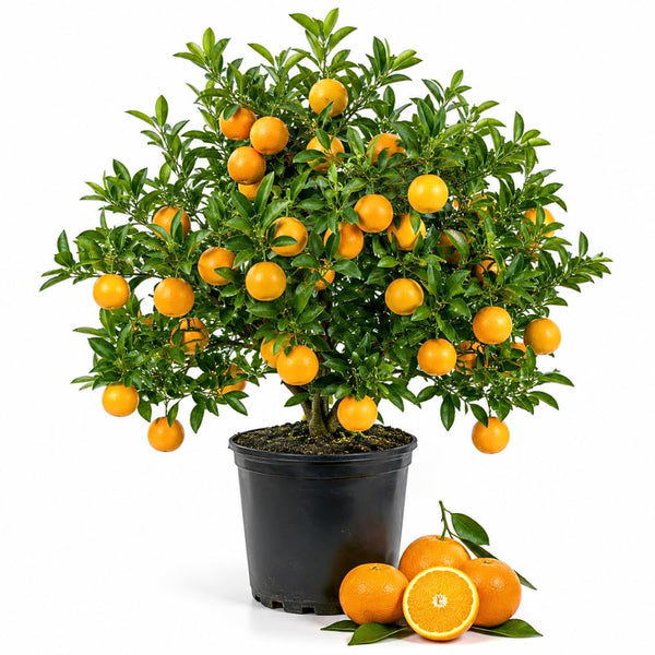 Orange Tree Live, Hardy Garden Plant, 1 Gallon Pot