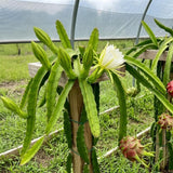 2 Dragon Fruit Plants Live, Fruit Cactus Plant, 3-6 Inch Tall