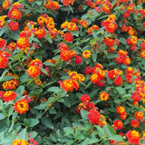 Set 2 Deep Red Lantana Live Plant 4-6 Inches Tall