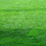 20000 Emerald Zoysia Grass Garden Seeds, Indoor Outdoor Plant