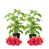 2 Red Raspberry Live Plants, Home Garden Plant, 4-6 Inch Tall