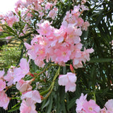 2 Pink Oleander Plants Live, Well-Rooted Starter Plant, 4-6 Inch Tall