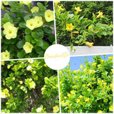 2 Yellow Live Mandevilla Plants, Patio Container Plant, 4-6 Inch Tall