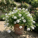 3 White Plumbago Live Plant, Flower Bush Vine Plant, 4-6 Inch Tall