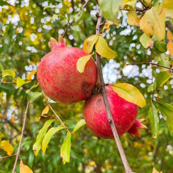 Wonderful Pomegranate Plant Live, Edible Fruit Tree, 4-7 Inch Tall
