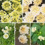 Set 2 White to Yellow Lantana Live Plant 4-6 Inches Tall