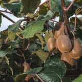 2 Hardy Kiwi Plants Live, Trellis Fruit Vine Plant, 4-6 Inch Tall