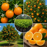 Sweet Orange Live Plant, Orange Citrus Fruit Tree, 1 Gallon Pot