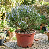 3 Blue Rosemary Live Plants, Rosemary Live Plants, 4-7 Inch Tall