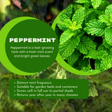 3 Peppermint Plants Live, Peppermint Herb Live Plant, 4-7 Inch Tall
