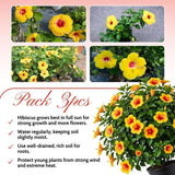 Set of 3 Red Yellow Hardy Hibiscus Live Plant, Hibiscus Plant, 4–6" Tall