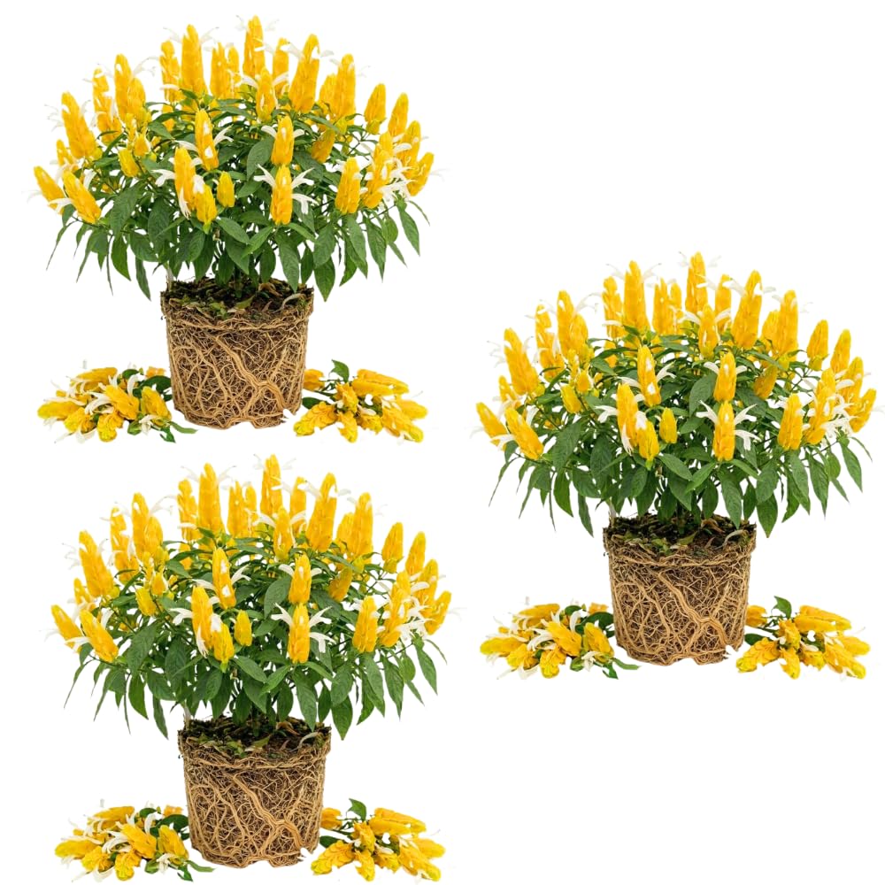3 Yellow Shrimp Plants Live, Vibrant Flower Starter Plant, 4-7 Inch Tall