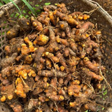 2lb Yellow Turmeric Planting Roots