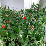 100 Red + Chili Pequin Pepper Seeds, Home Garden Plant