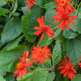 4 Orange Mexican Flame Vine Plants Live, 4-6 Inch Tall