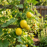2 Lemon Cucumber Live Plants, High Yield Vegetable Plant, 6-8 Inch Tall