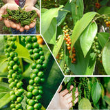 Black Pepper Plant, 4-6 Inch Tall, Piper Nigrum Vine Plants