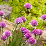 Set 3 Chive Roots, Ready to Grow