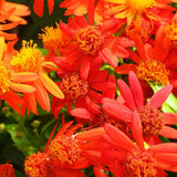 2 Orange Mexican Flame Live Plants, 4-6 Inch Tall