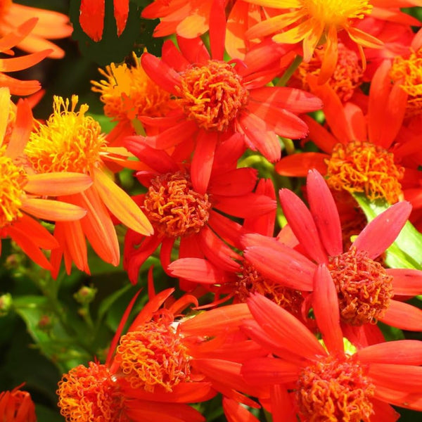 4 Orange Mexican Flame Vine Plants Live, 4-6 Inch Tall