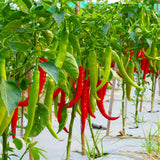 100 Red + Thai Chili Pepper Seeds to Plant, Home Garden Plant