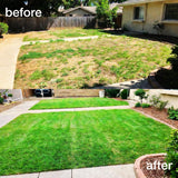 10000 Zoysia Grass Seeds for Lawn, Emerald Zoysia Grass Seed