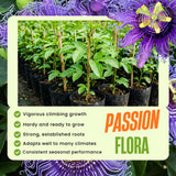 2 Purple Passion Flower Live Plants, Home Garden Plant, 4-7 Inch Tall