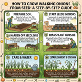 100 Egyptian Walking Onion Seeds, Heirloom Onion Seeds