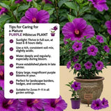 Purple Live Hibiscus Plant, Home Garden Plant, 4-6 Inch Tall