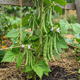 Green Bean Plants Live, Patio Container Plant, 4-6 Inch Tall, 4 Inch Pot