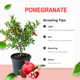 Live Pomegranate Plant, Fruit Tree, 8-10 Inch Tall, 4 Inch Pot