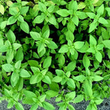 3 Greek Basil Plants, Sweet Basil Plants Live, 4-7 Inch Tall, 4 Inch Pot