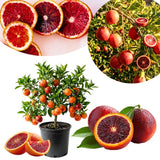 Orange Tree Plant Live, Citrus Fruit Tree, 1-2 Ft Tall, 1 Gallon Pot