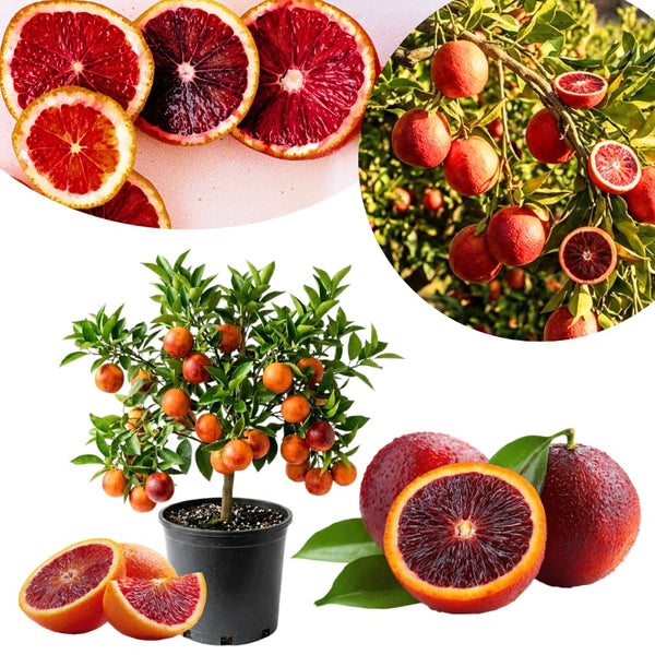 Orange Tree Plant Live, Citrus Fruit Tree, 1-2 Ft Tall, 1 Gallon Pot