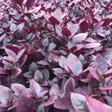 2 Purple Alternanthera Live Plants, Tropical House Plant, 4-6 Inch Tall