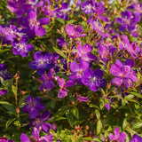 Purple Tibouchina Princess Live Plant, Garden Shrub, 3-5 Inch Tall