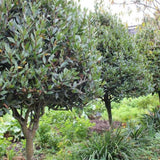 Bay Leaf Tree Live Plant, Fragrant Culinary Herb, 8-10 Inch Tall