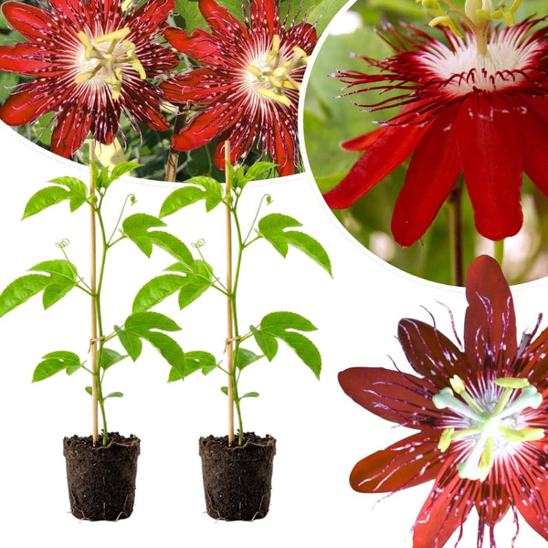 2 Red Passion Flower Live Plants, Patio Container Plant, 4-7 Inch Tall