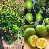 Pineapple Guava Tree Plant Live, Sweet Fruit Tree, 4-6 Inch Tall