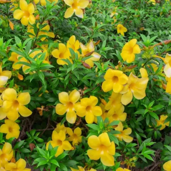 4 Dwarf Allamanda Live Plants, Ornamental Flower Vine, 4-7 Inch Tall
