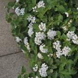 Set 2 White Lantana Live Plant 4-6 Inches Tall