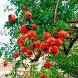 Red Pomegranate Tree Plant Live, Backyard Orchard Tree, 4-6 Inch Tall