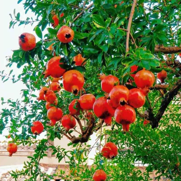 Red Pomegranate Tree Plant Live, Backyard Orchard Tree, 4-6 Inch Tall